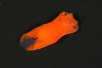 Media type: image;   Malacology 385571